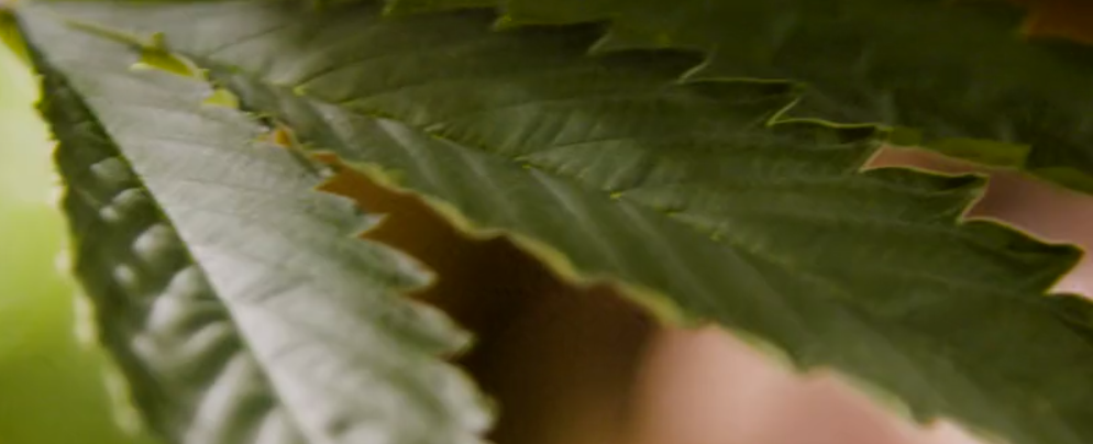 State of the Western States Wholesale Cannabis Market State of the Western States Wholesale Cannabis Market